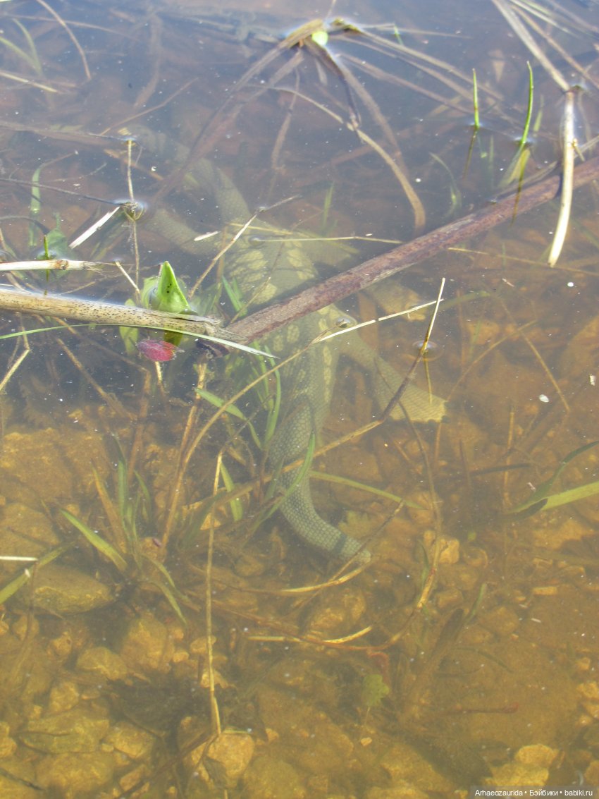 Половодье: речные хищники