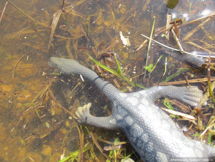 Половодье: речные хищники (фото 7)