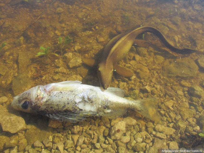 Половодье: речные хищники