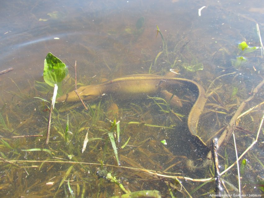 Половодье: речные хищники (фото 5)