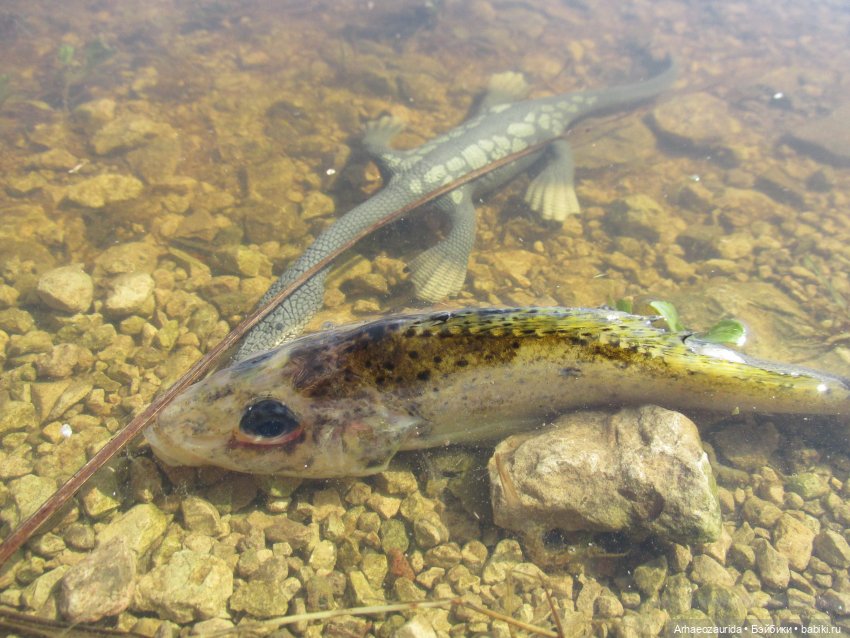 Половодье: речные хищники