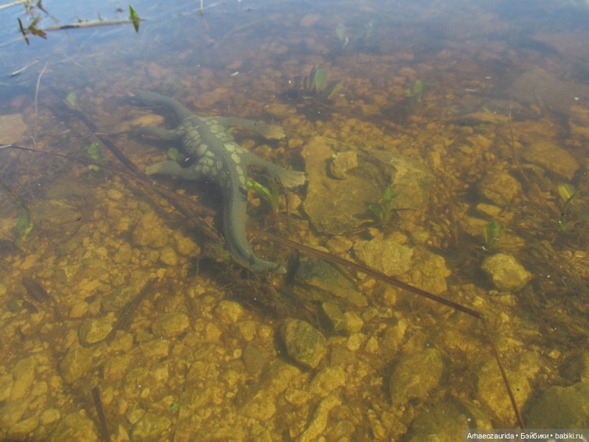 Половодье: речные хищники