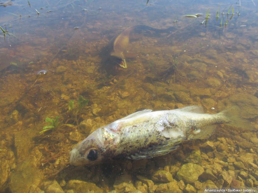 Половодье: речные хищники