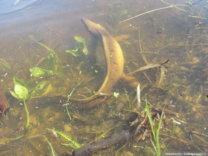 Половодье: речные хищники