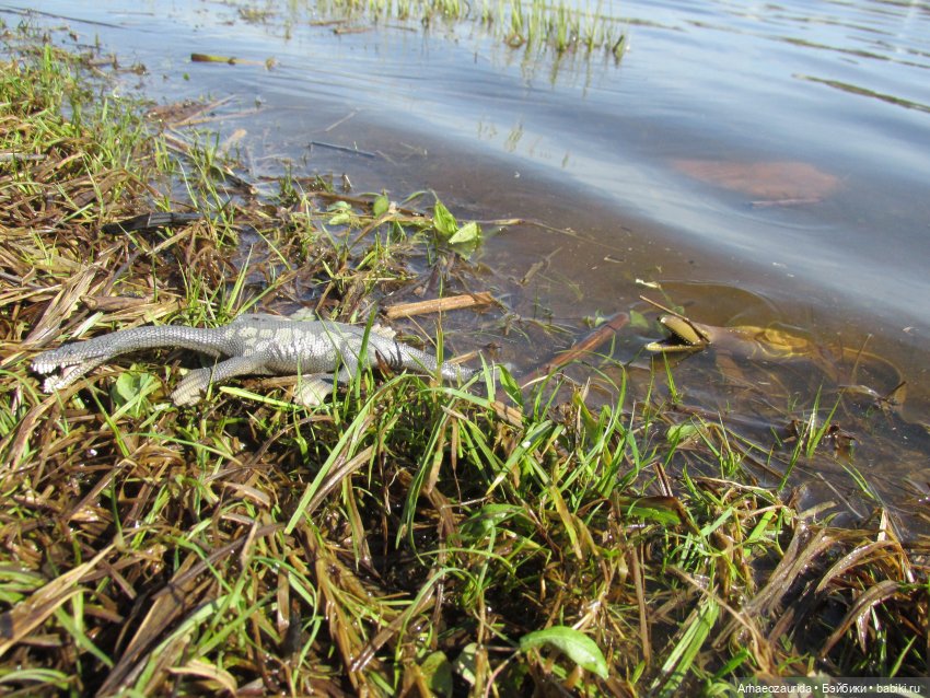 Половодье: речные хищники (фото 10)