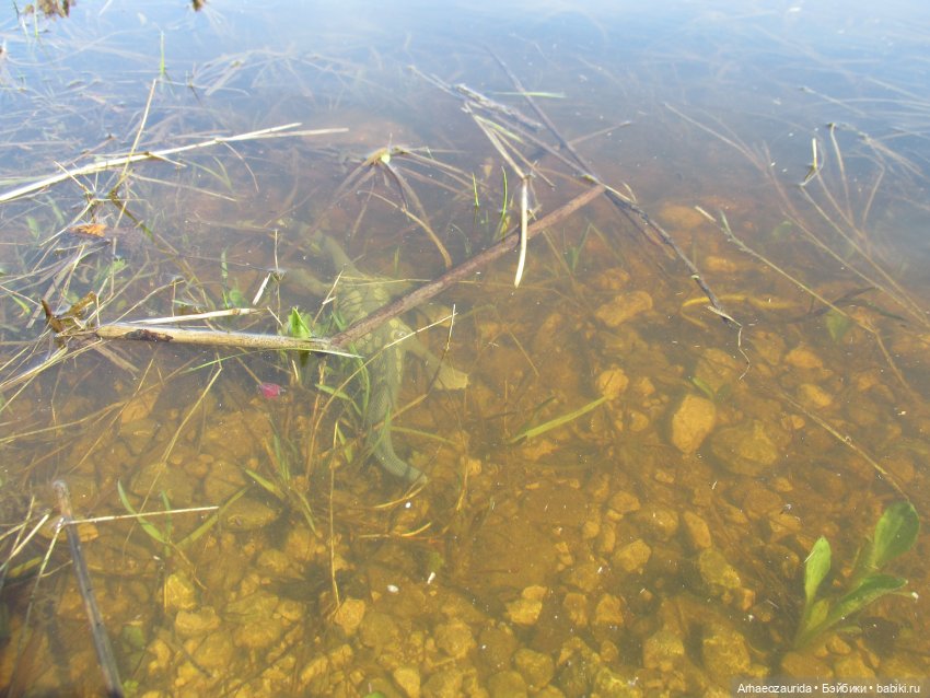 Половодье: речные хищники