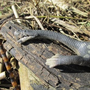 Половодье: речные хищники