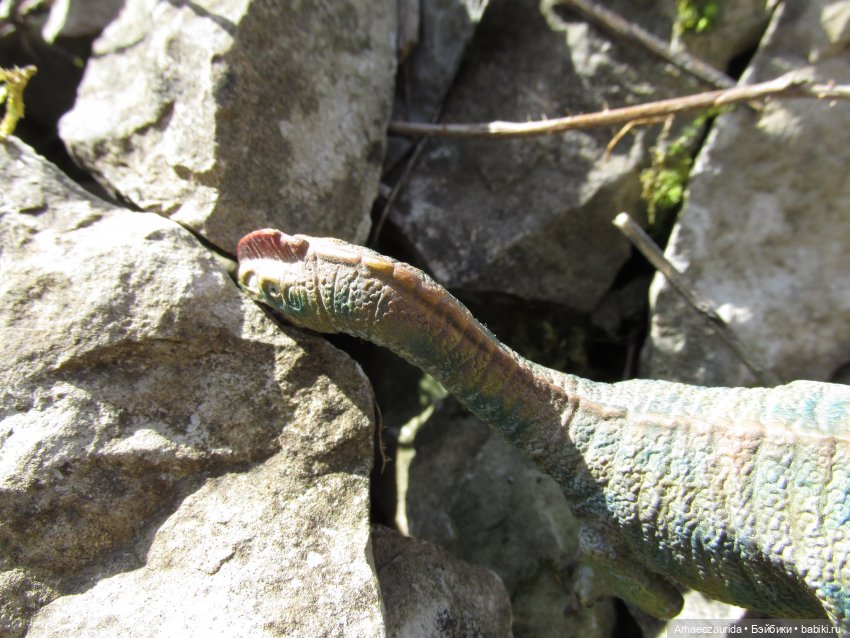 Ящеры на Холмах: не по зубам