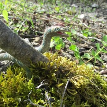 Ящеры на Холмах: не по зубам