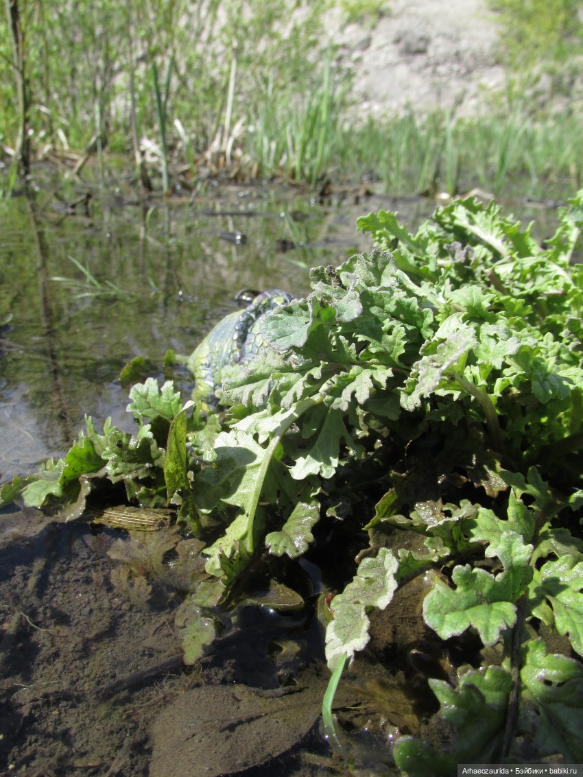 Ящеры на Холмах: о всеядности