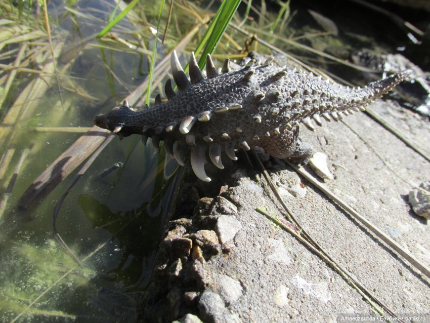 Ящеры на Холмах: «старый трюк»