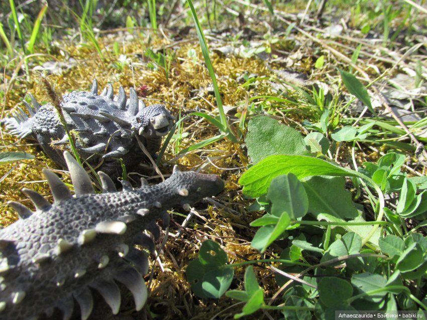 Ящеры на Холмах: «старый трюк» (фото 5)