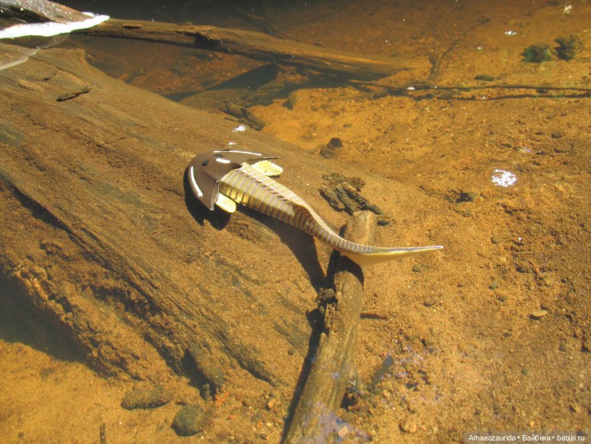 Красная Река: всплывая со дна (фото 9)