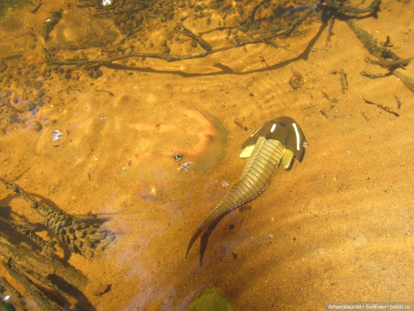 Красная Река: всплывая со дна