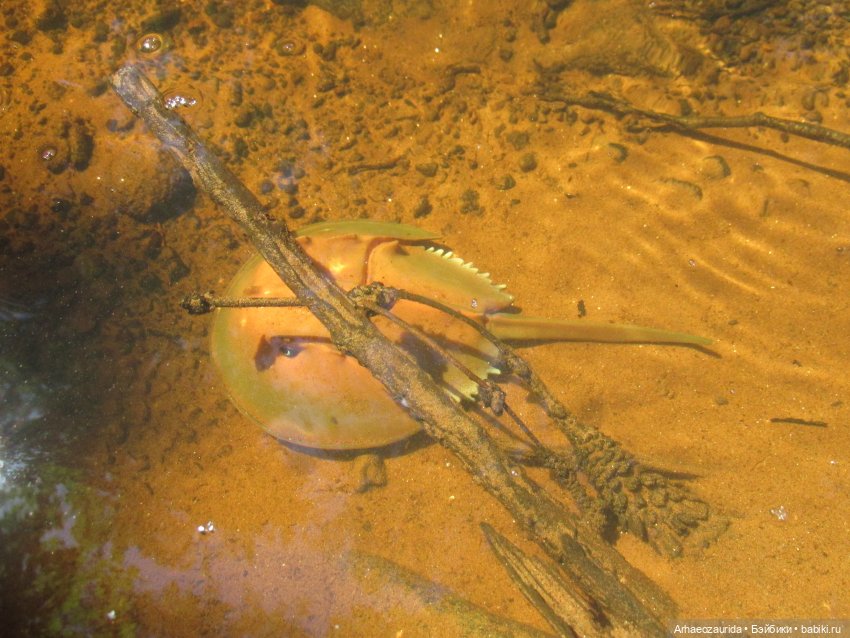 Красная Река: всплывая со дна