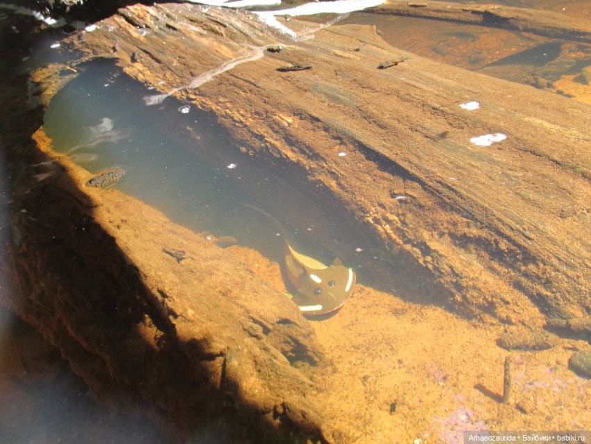 Красная Река: всплывая со дна (фото 10)