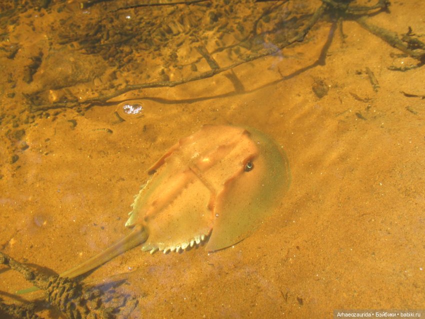Красная Река: всплывая со дна