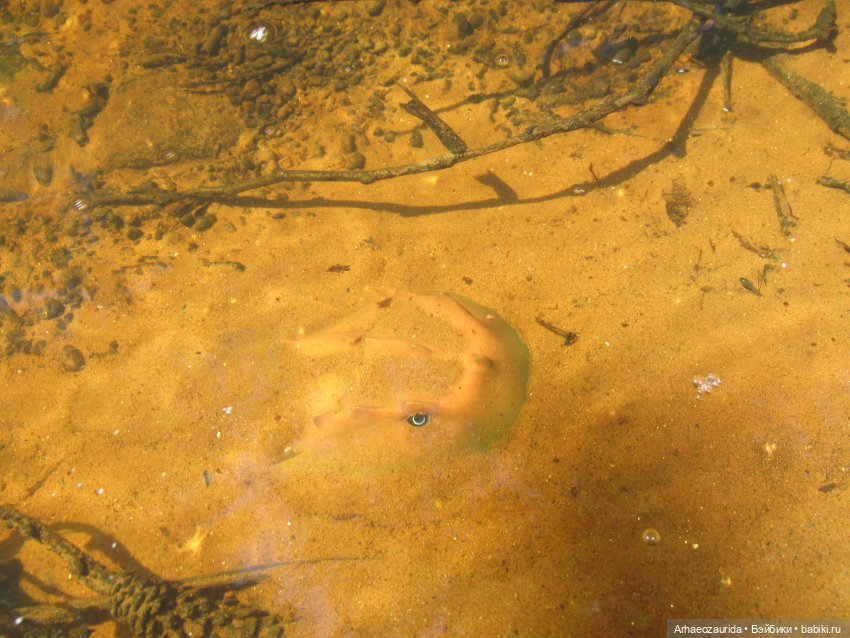 Красная Река: всплывая со дна