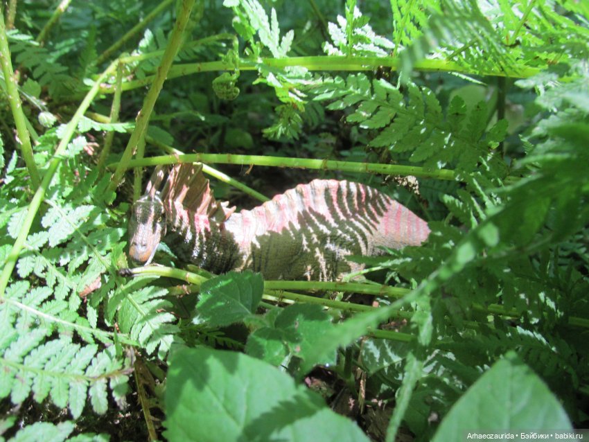 Красная Река: всплывая со дна (фото 5)