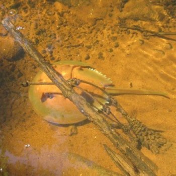 Красная Река: всплывая со дна