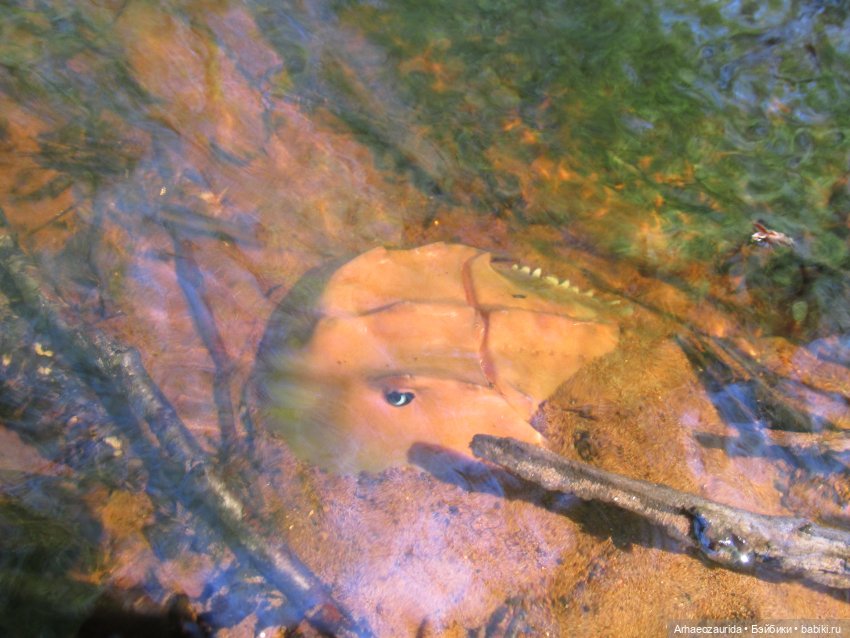 Кейнес на Красной Реке — Интересные игрушки и фигурки (разное): редкие (фото 4)