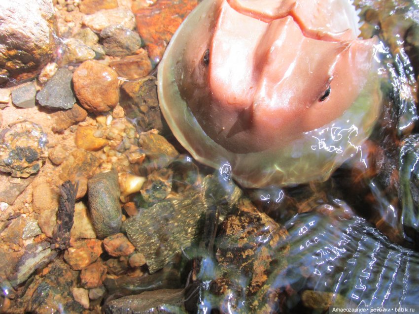 Кейнес на Красной Реке — Интересные игрушки и фигурки (разное): редкие (фото 8)