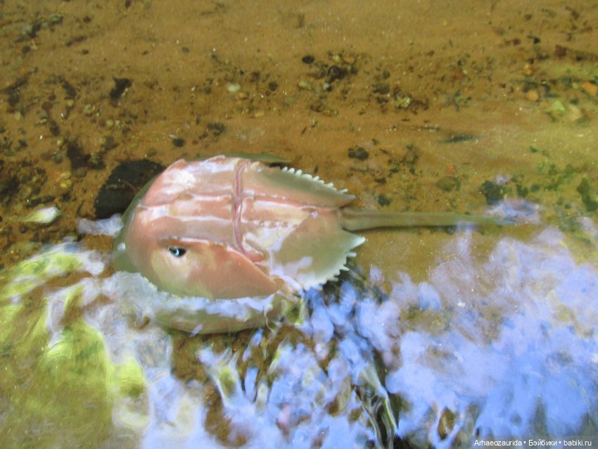 Кейнес на Красной Реке — Интересные игрушки и фигурки (разное): редкие (фото 3)