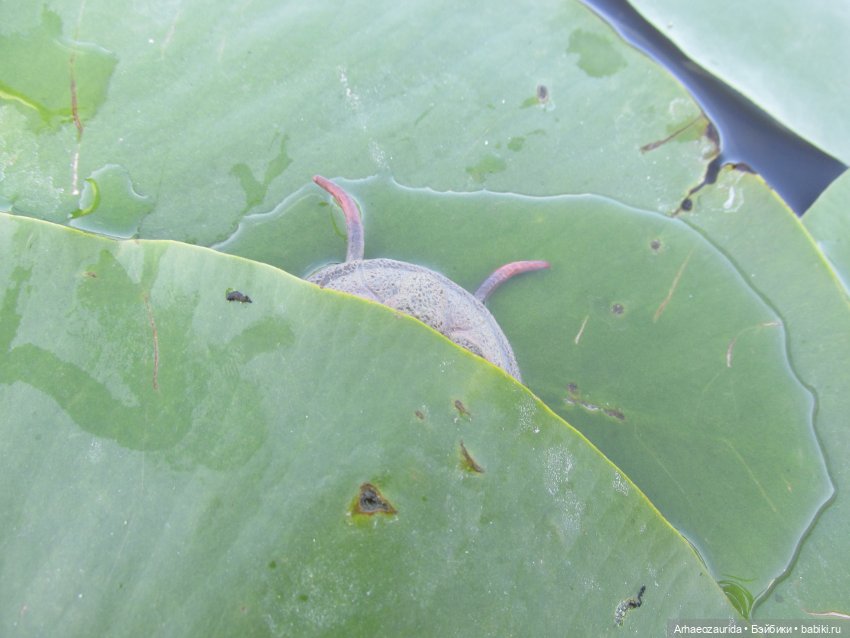 Вода, листья и трилобит — Интересные игрушки и фигурки (разное): редкие