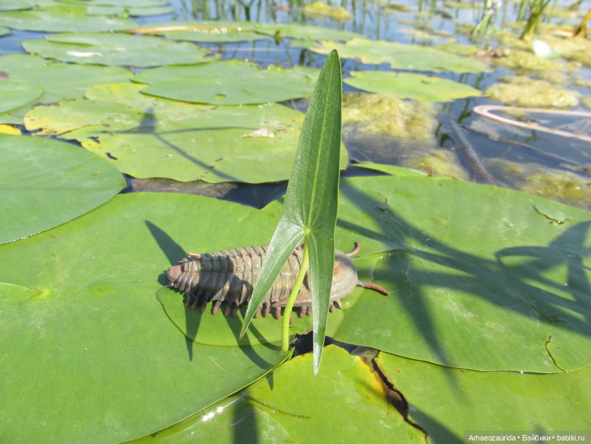 Вода, листья и трилобит — Интересные игрушки и фигурки (разное): редкие (фото 4)
