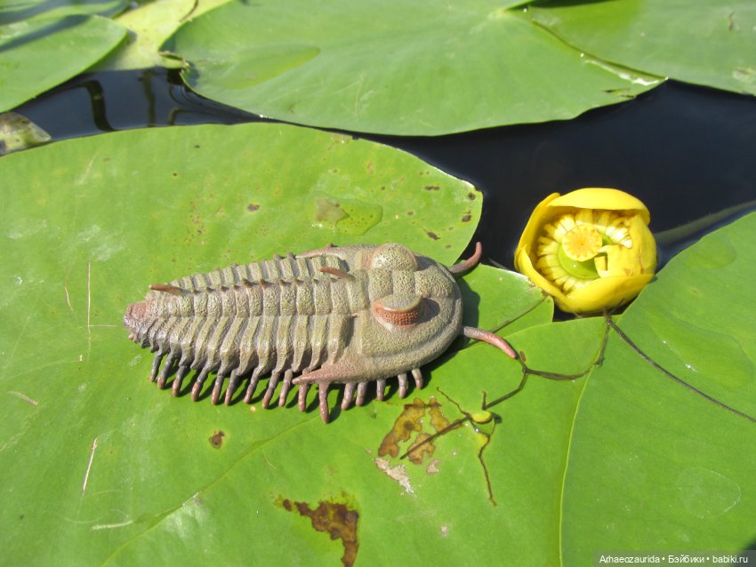 Вода, листья и трилобит — Интересные игрушки и фигурки (разное): редкие (фото 3)
