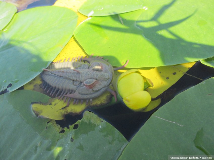 Вода, листья и трилобит — Интересные игрушки и фигурки (разное): редкие (фото 2)