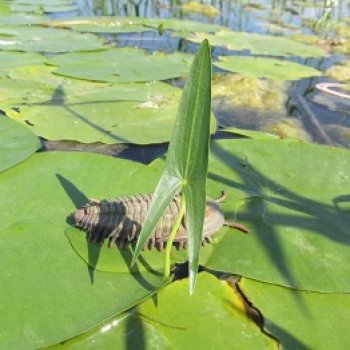 Вода, листья и трилобит