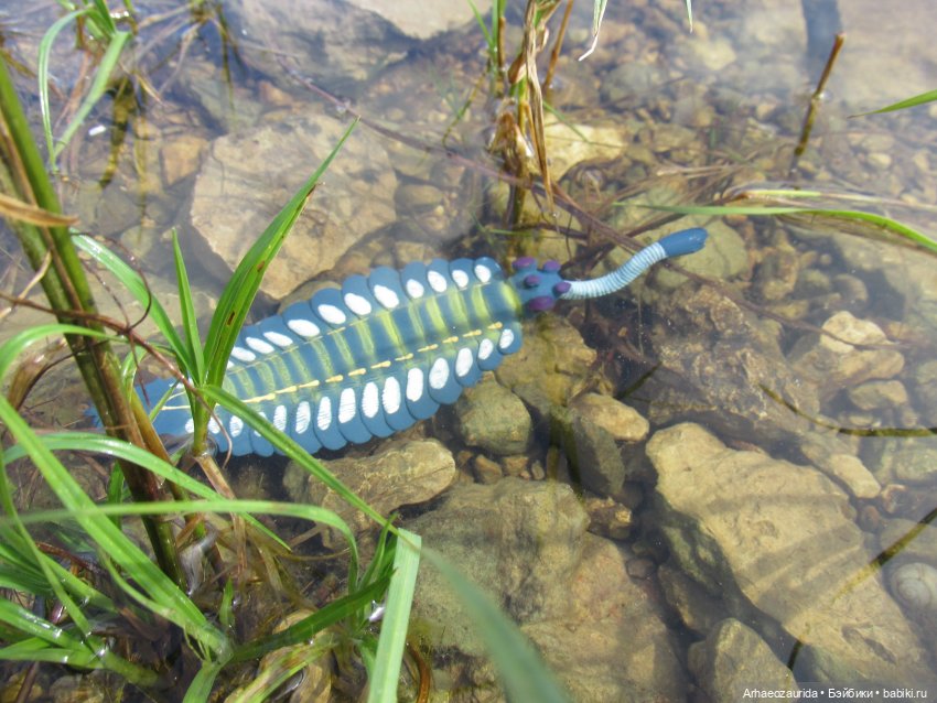 Ящеры у реки: все водоплавающие (фото 7)