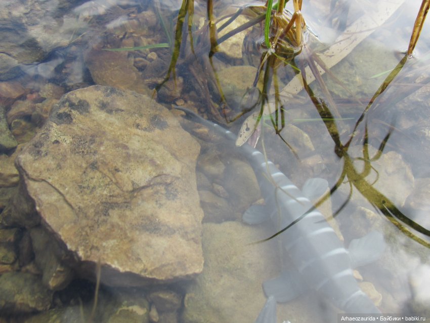 Ящеры у реки: все водоплавающие