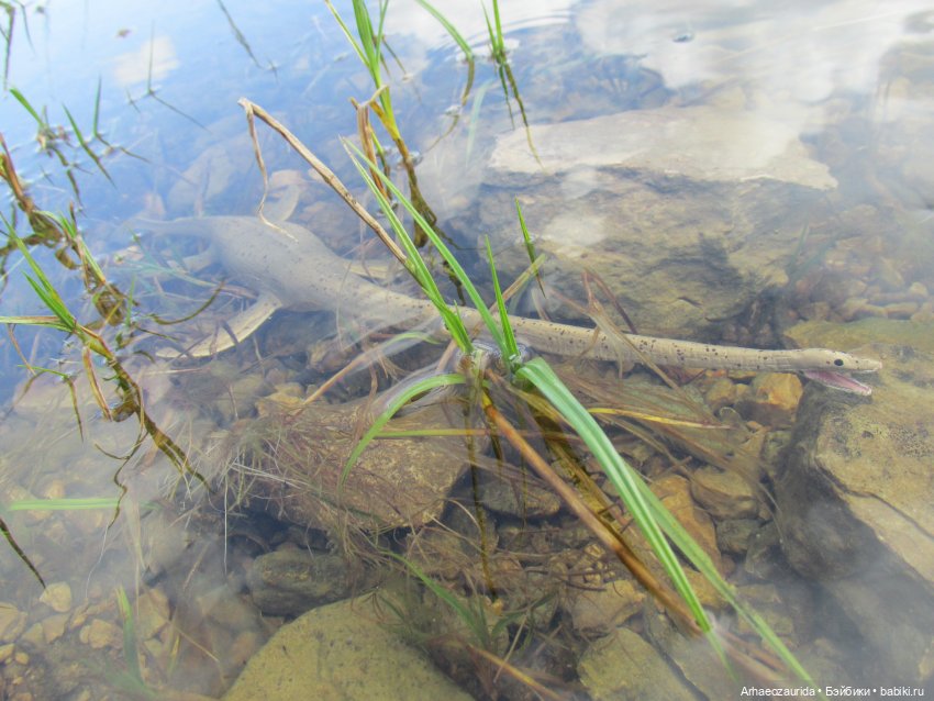 Ящеры у реки: все водоплавающие