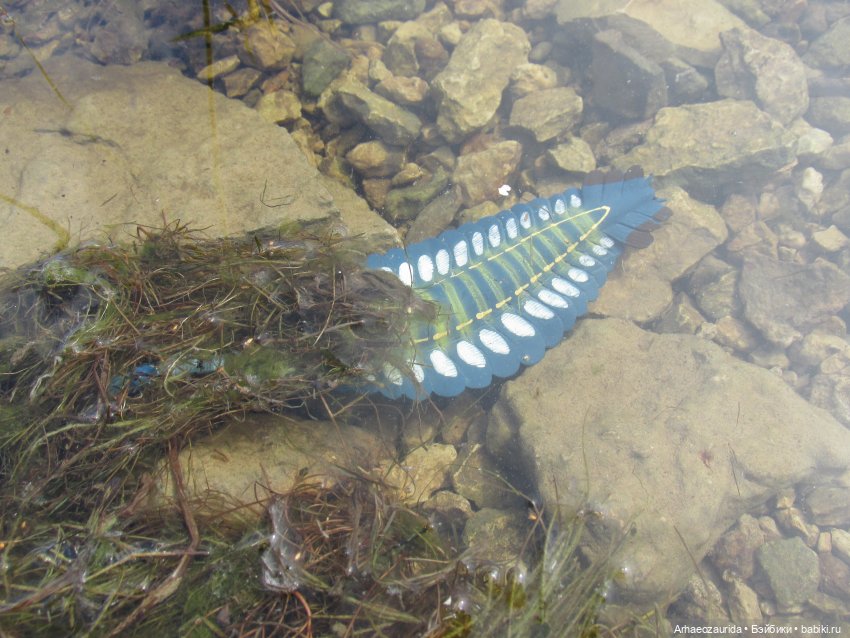 Ящеры у реки: все водоплавающие (фото 3)
