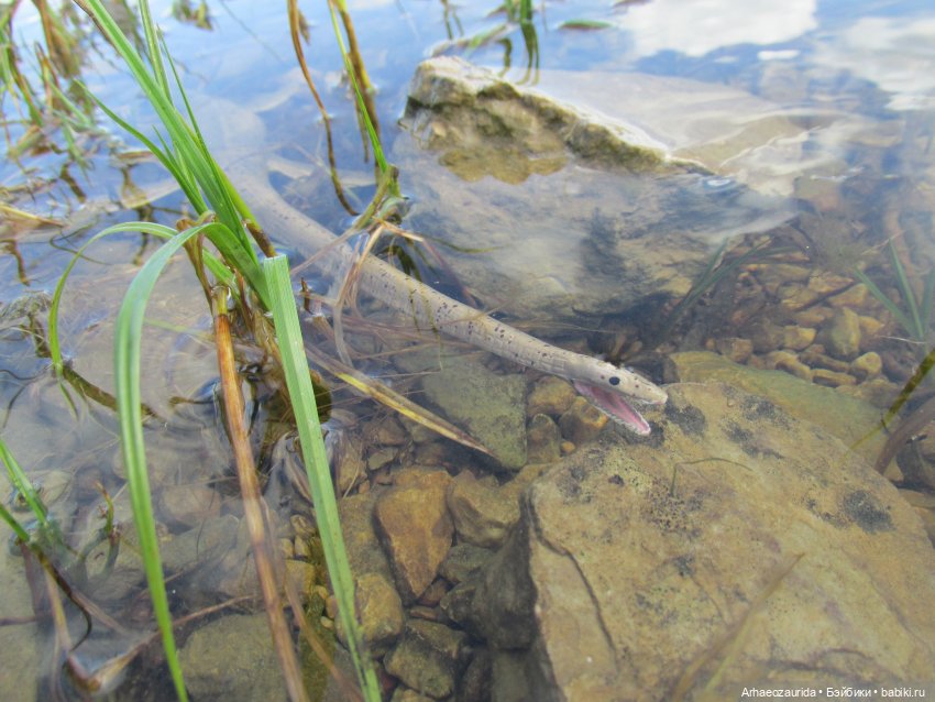 Ящеры у реки: все водоплавающие