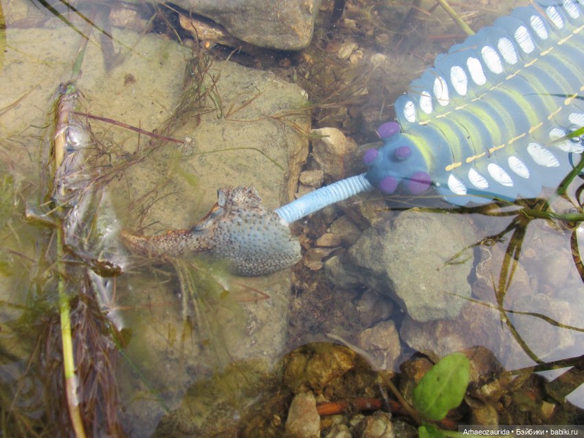 Ящеры у реки: все водоплавающие (фото 6)