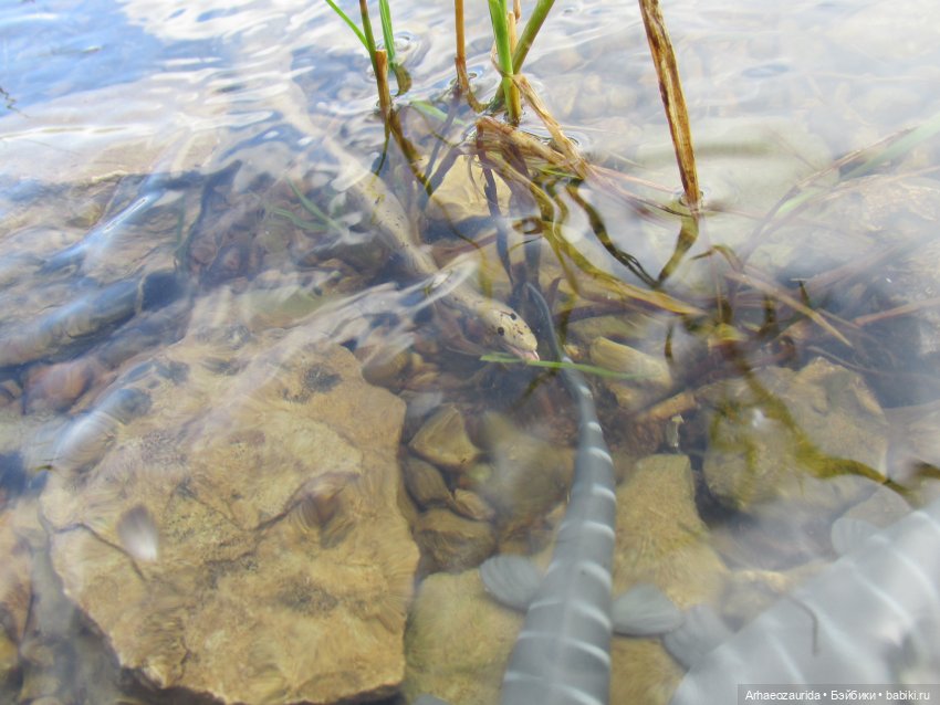 Ящеры у реки: все водоплавающие