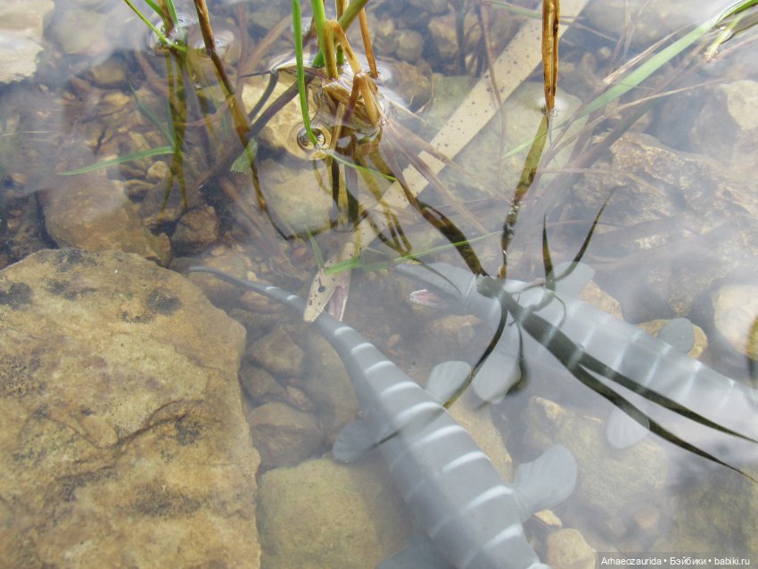 Ящеры у реки: все водоплавающие