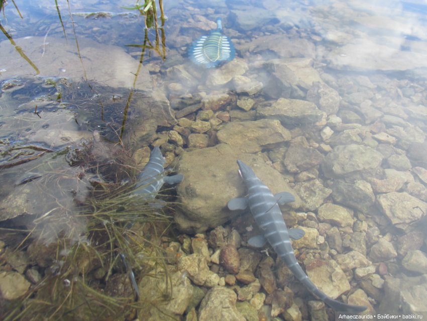 Ящеры у реки: все водоплавающие (фото 8)