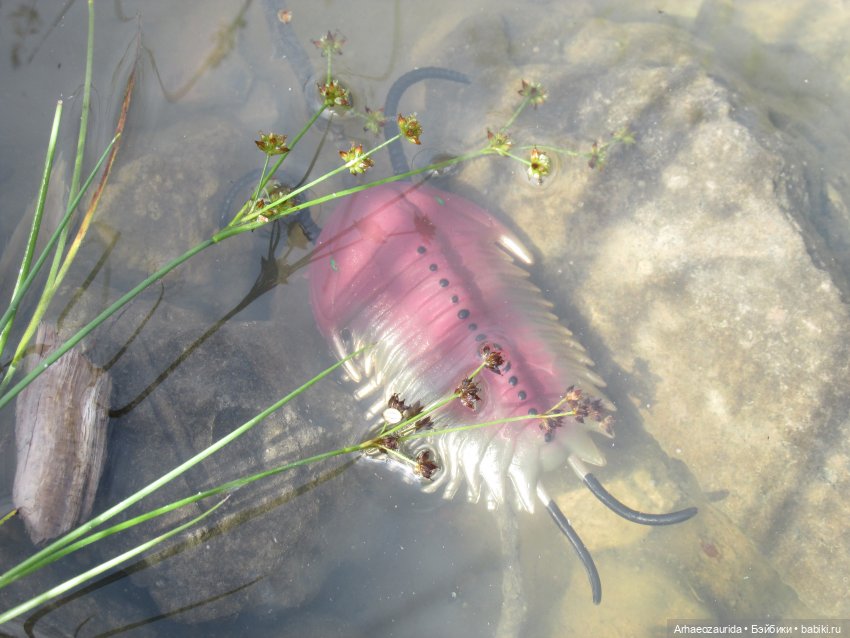 Земля Древних, часть 1 — Интересные игрушки и фигурки (разное): редкие