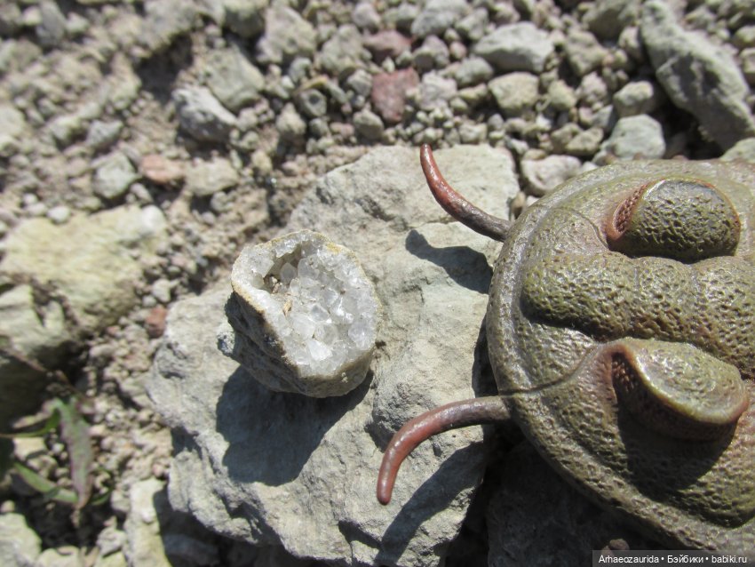 Земля Древних, часть 4 — Интересные игрушки и фигурки (разное): редкие