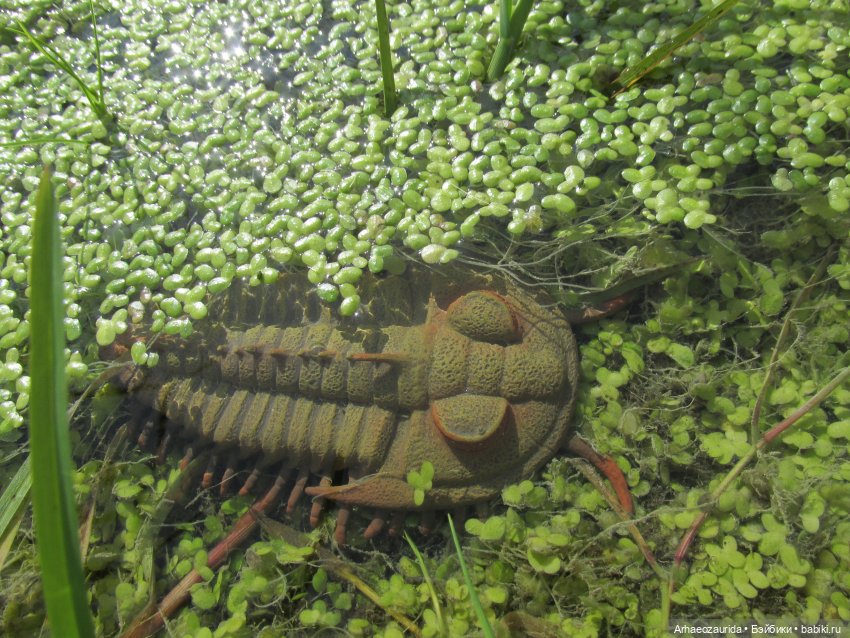 Земля Древних, часть 5 — Интересные игрушки и фигурки (разное): редкие (фото 10)