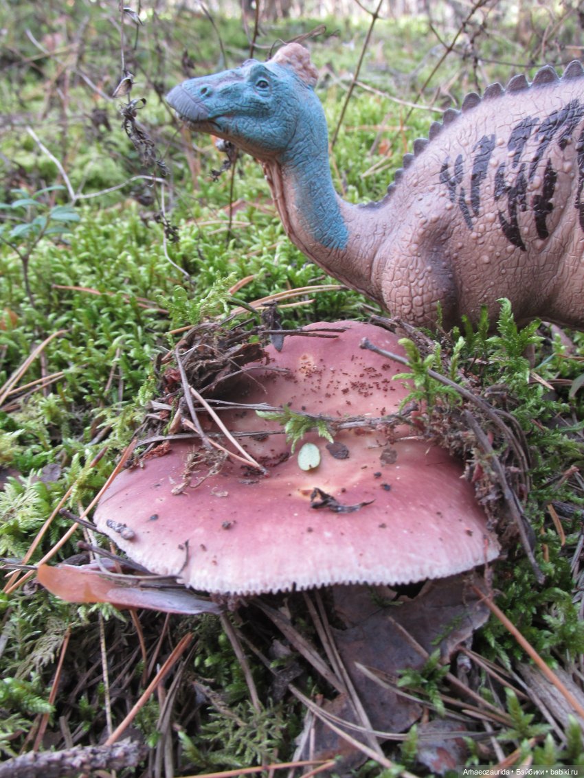 Ящеры в лесу: опасная осень (фото 5)