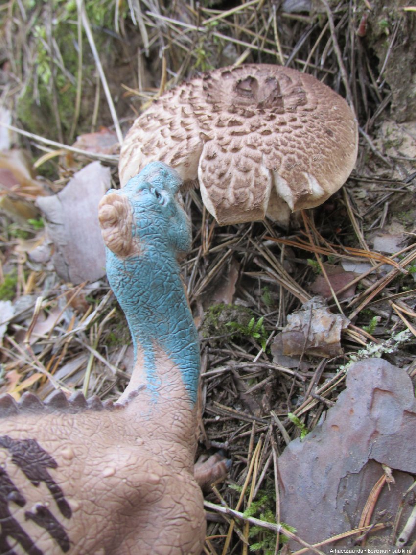 Ящеры в лесу: опасная осень (фото 8)