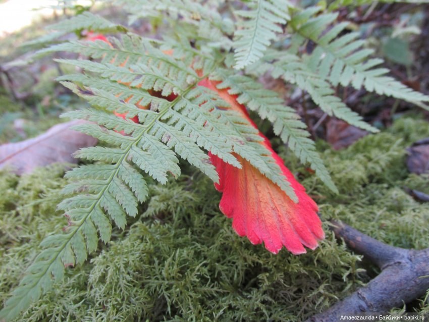 Ящеры в лесу: опасная осень (фото 3)