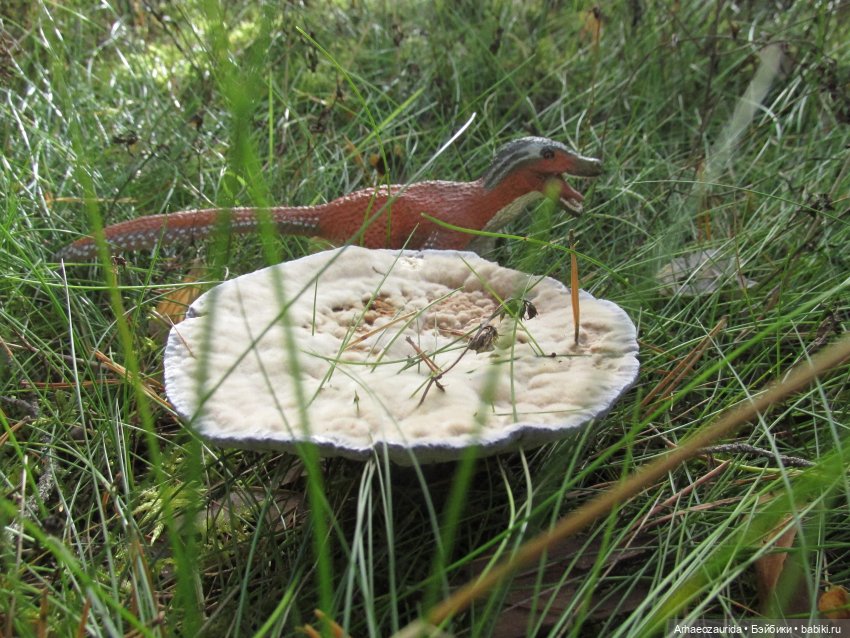 Ящеры в лесу: опасная осень