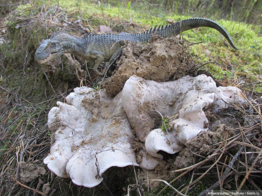 Ящеры в лесу: опасная осень (фото 4)