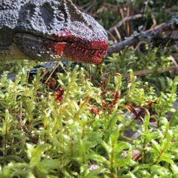 Ящеры в лесу: чужая добыча